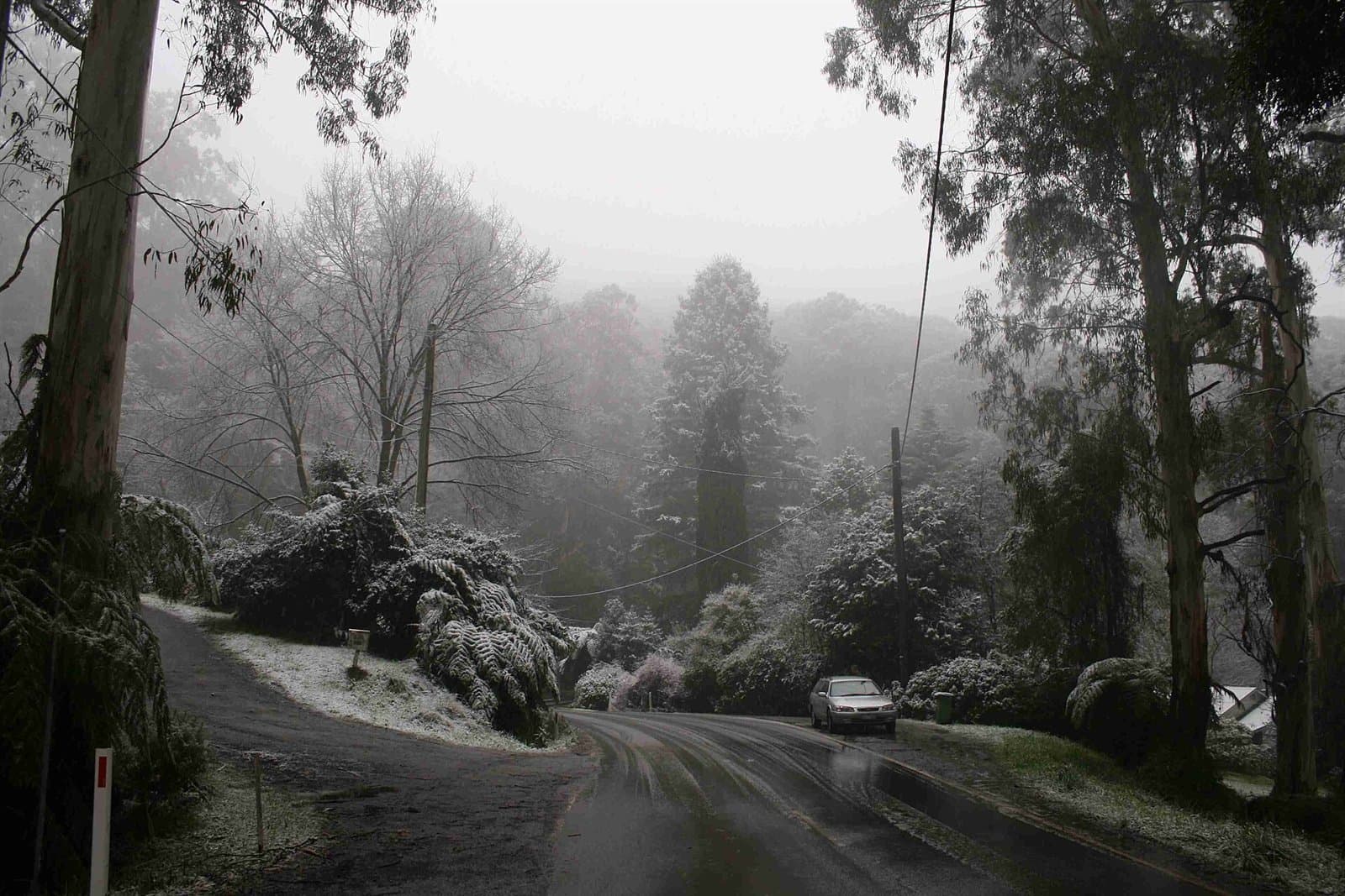 Light snow on the roadside and gardens of a hill road, with tall trees in mist