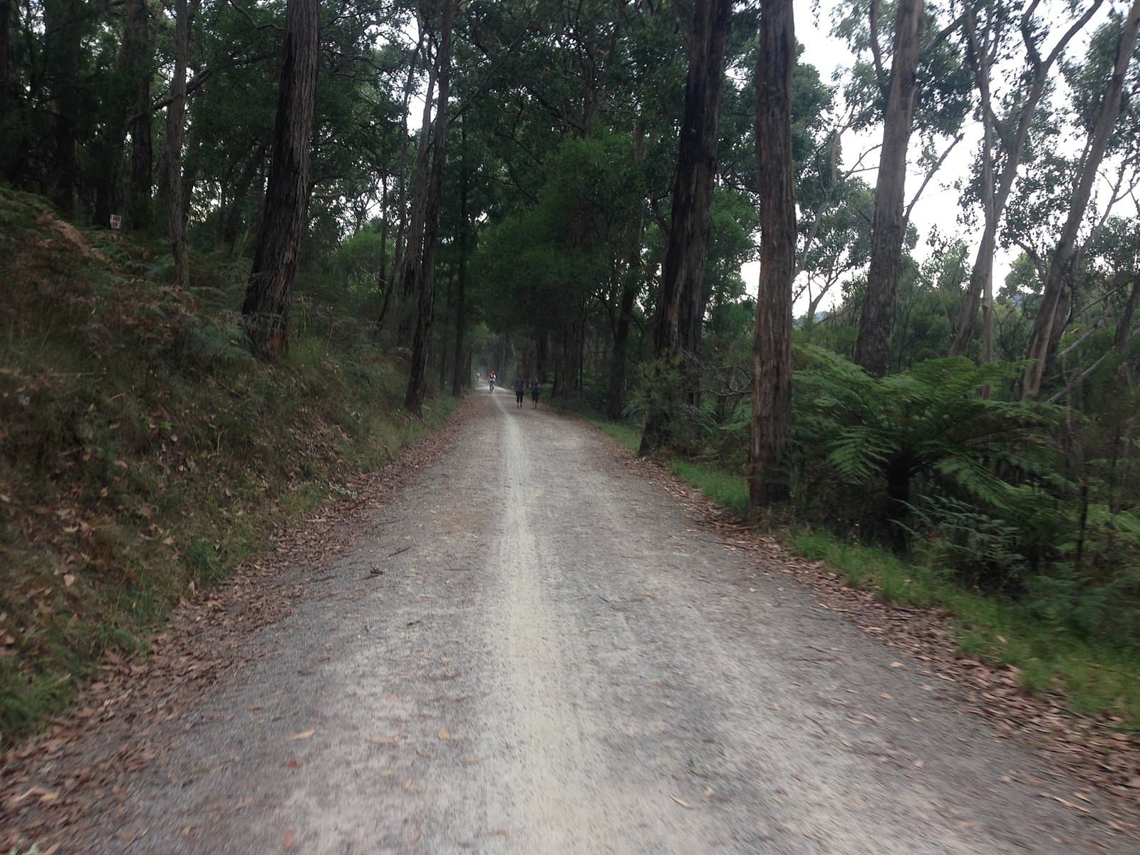 A gravel trail running straight between tall trees and ferns